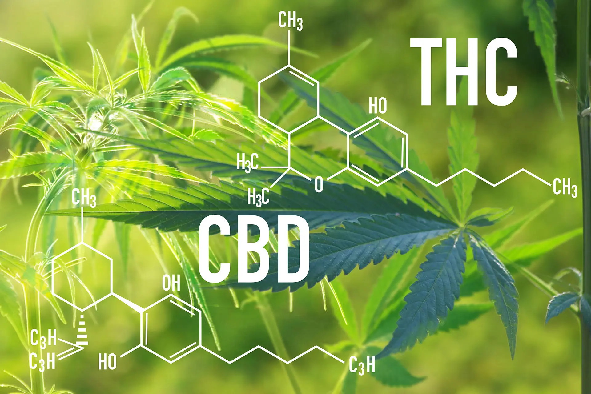 CBD Oil Legal Status In Tennessee - Legal Powers Law Blog - Franklin TN Attorneys